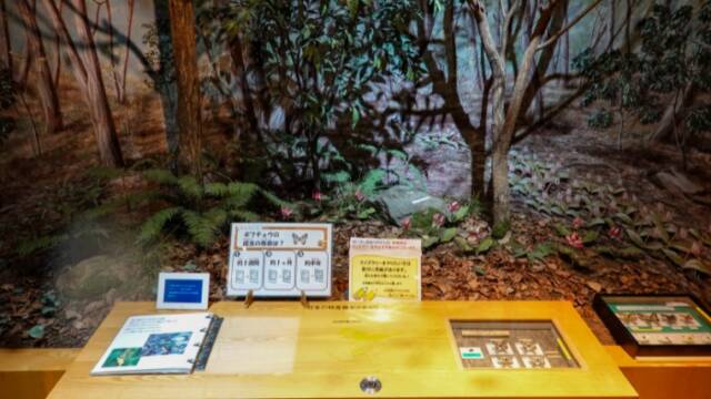エコミュージアム関ヶ原　日本の特産種ギフチョウの展示